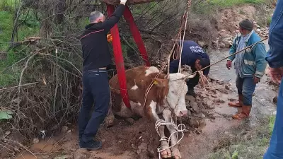 Tunceli'de Çamura Batıp Mahsur Kalan İnek Ekipler Tarafından Kurtarıldı
