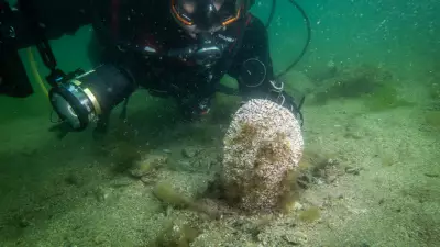 Tuzla Sahillerinde Deniz Çayırı ve Pinalara Bilimsel Takip Başlatıldı