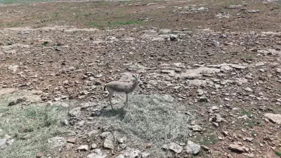 Urfa Ceylanlarının Envanteri Yapay Zeka Desteğiyle Çıkarılıyor