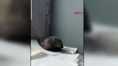 Van'da Öğrencilerin Bulduğu Ebabil Kuşu Yetkililere Teslim Edildi