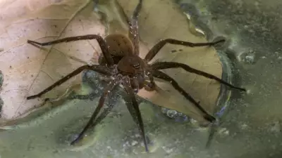 Yıllar Sonra Geri Döndüler: Suda Yürüyen Dev Örümceklerin Şaşırtan Geri Dönüşü