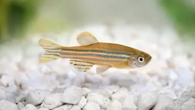 Zebra Balıkları Otizm Araştırmalarında Çığır Açıyor: Yale Üniversitesi'nden Umut Verici Bulgular