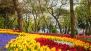 2026 İstanbul Lale Festivali Tarihleri Açıklandı: Emirgan Korusu'nda Lale Zamanı