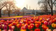 2026 İstanbul Lale Festivali Tarihleri Açıklandı: Nisan Ayı Renk Cümbüşü
