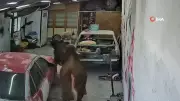 Ahırdan Kaçan Danalar Oto Tamirciyi Bastı, O Anlar Kamerada