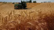 Buğday Fiyatları İki Aydır Görülmeyen Bir Yükselişle Sarsılıyor