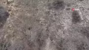 Erzincan'da Baharın Müjdecisi: Kış Uykusundan Uyanan Ayılar Drone ile Görüntülendi