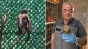 Hatay'da yaralı göçmen kuşlar tedavi edilip doğaya salınıyor