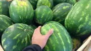 Karpuz Seçerken Sapındaki O Detay En Tatlısını Bulmanızı Sağlıyor