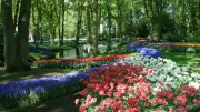 Keukenhof Bahçesi 77. Kez Açıldı: Dünyanın En Büyük Lale Bahçesi Ziyaretçilerini Bekliyor