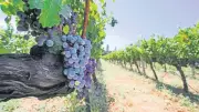 Lidya Antik Bağ Rotası: Altın Asmaların Ülkesinde Agro Turizmle Tarih ve Huzur Buluşuyor