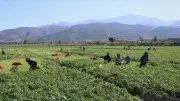 Mevsimlik İşçilerin Kıdem Tazminatı Hakkı: İşte Bilinmesi Gerekenler