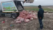 Nizip'te Sağlıksız Koşullarda Taşınan 1.6 Ton Sakatat İmha Edildi