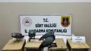 Siirt'te Kaçakçılık Operasyonu: 8 Afrika Papağanı Ele Geçirildi