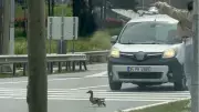 İstanbul'da Ördek Ailesinin Güvenli Geçişi İçin Trafik Durduruldu