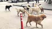İstanbul'da Sokak Köpekleri İçin Mayıs Sonu Zorunlu Toplama Süresi