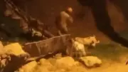 Uşak'ta köpeğini demir çubukla döverek öldüren şahıs gözaltına alındı