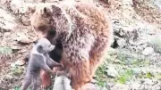 Yavru Ayılara Anne Şefkatiyle Bakılıyor