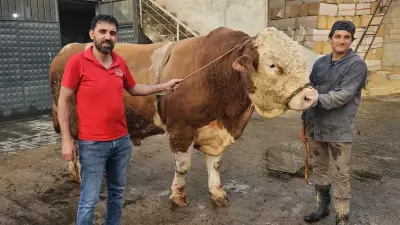 1 Ton 190 Kiloluk Kurbanlık Boğa 500 Bin Liraya Satıldı