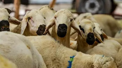 2026 Kurban Bayramı Tarihleri Belli Oldu: 27 Mayıs'ta Başlıyor