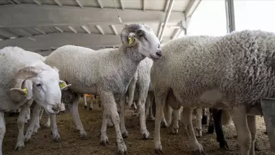 2026 İl İl Kurbanlık Fiyatları: Büyükbaş ve Küçükbaş Güncel Fiyatlar