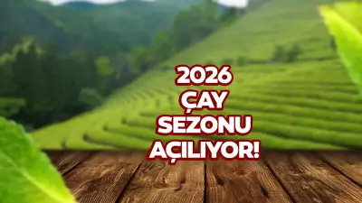 2026 Yaş Çay Alım Fiyatı Belli Oldu! İşte Kilogram Fiyatı