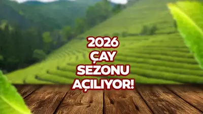 2026 Yaş Çay Taban Fiyatı Bekleniyor: Ne Zaman Açıklanacak?