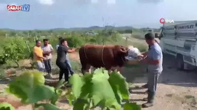 6 kişinin zapt edemediği boğa bir tekmeyle yere serdi