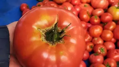 Aydın'da dev domatesler bayram pazarında ilgi odağı oldu