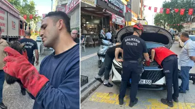 Balıkesir Edremit'te 3 Aracın Kaputuna Giren Yavru Kedi Kurtarıldı
