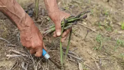 Bir Kere Ekiliyor, Yıllarca Para Kazandırıyor: Tarlasına Ekeni Zengin Eden Ürünler
