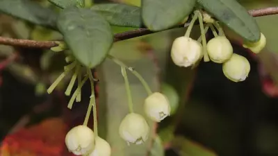 Bukalemun sarmaşığı Boquila trifoliolata: Doğanın en gizemli taklitçisi