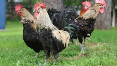 Denizli horozunun ırk saflığı titiz çalışmalarla korunuyor