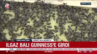 Dünyanın en pahalı balı Guinness Rekorlar Kitabı'nda: 1 kilosu 11 bin 118 euro