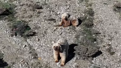 Erzincan'da dronla bozayıları sürüden uzaklaştırdı