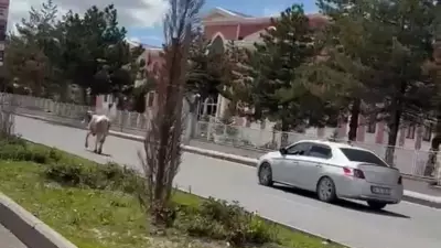 Erzurum'da kaçan kurbanlıklar trafiği alt üst etti