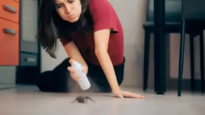 Evde Örümcek Görürseniz Sakın Öldürmeyin! Doğanın Dengesi İçin Hayati