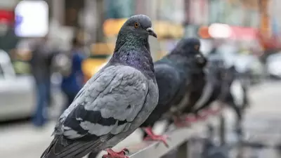 Güvercinlerin Yön Bulma Sırrı Karaciğerlerinde Saklı Olabilir