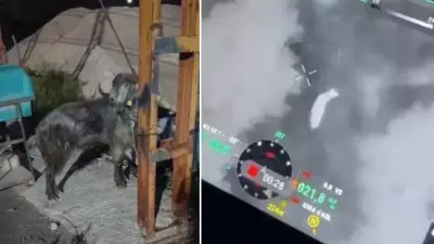 Kaçan Kurbanlık Hayvan Drone ile Bulundu