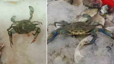 Karadeniz'de Mavi Yengeç Şaşkınlığı: Tezgahta 100 TL