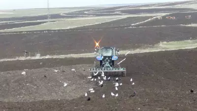 Kars'ta çiftçiler imece usulüyle ekim yapıyor
