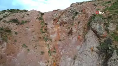 Kartalın ayı yavrularına saldırı girişimi dron ile görüntülendi