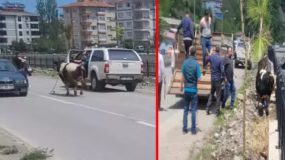 Kastamonu'da kurbanlık dana firar etti: İlçeyi birbirine kattı