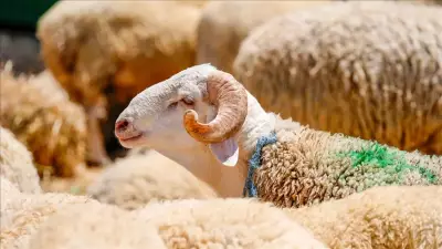 Kurban kesimi ne zaman biter? Diyanet açıkladı: Bayramın 2. ve 3. günü kesilir mi?