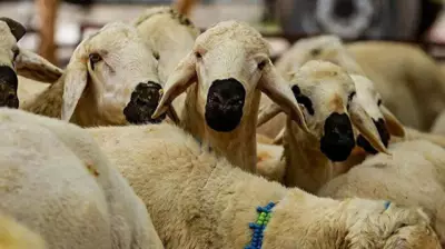 Kurban Kesimi: Usulü, Dikkat Edilmesi Gerekenler ve Okunacak Dualar