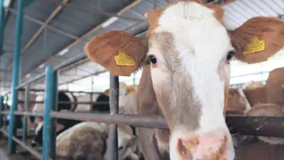 Kurban Seçerken Küpesine Bakın: Sağlıklı Hayvan Nasıl Anlaşılır?