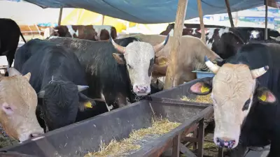 Kurbanlık Hayvan Seçiminde Dikkat Edilmesi Gereken Kriterler