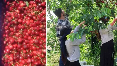 İmamoğlu'nda İspanya'dan gelen kiraz fidanları 10 ton rekolte hedefliyor