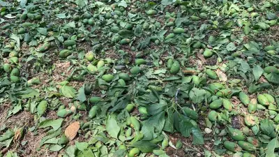 Mersin'de tarlada tabancayla vurulan Suriyeli hayatını kaybetti
