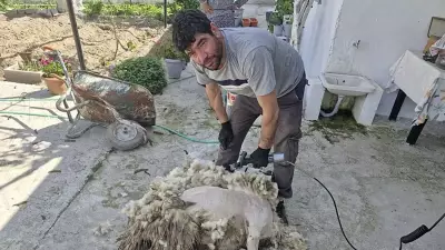 Nakil Kollarla Koyun Kırkan Çiftçi Şaşırtıyor